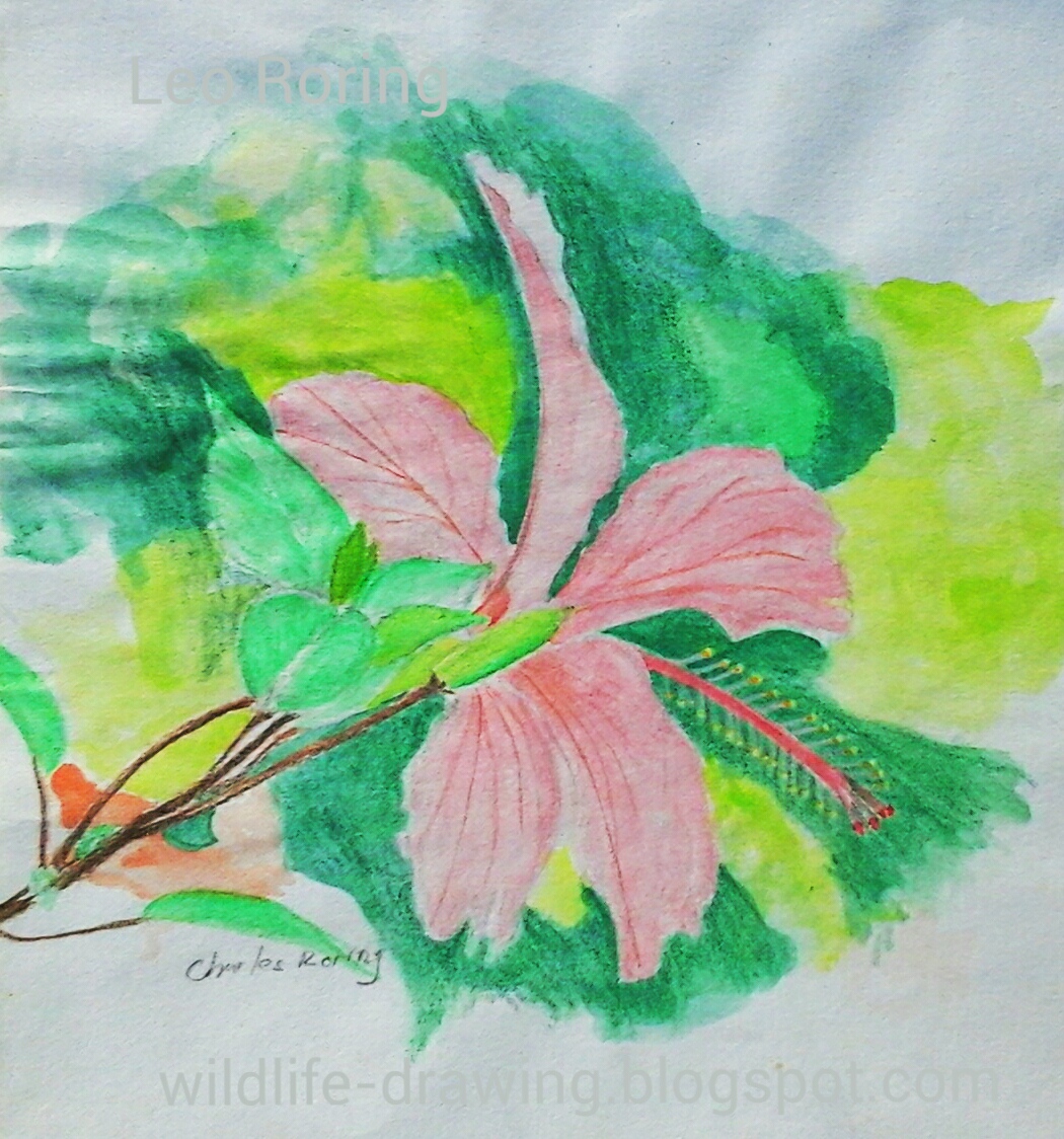 Sketsa Bercerita Lukisan Cat Air Bunga Hibiscus