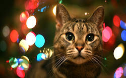 pets christmas hd wallpapers cat cats screensavers android mobile holiday animals colors kitty light