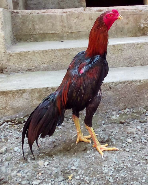 Ayam Bangkok Asli Ayam Birma Asli Thailand Jengger Ini Ciri Kepala Muka Baca Mengetahui Juara Berkwalitas Burma Bagus Burung Obrolan Kicau Seputar