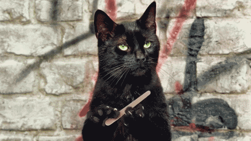 Gato+preto+lixando+a+unha+-+Tumblr.gif