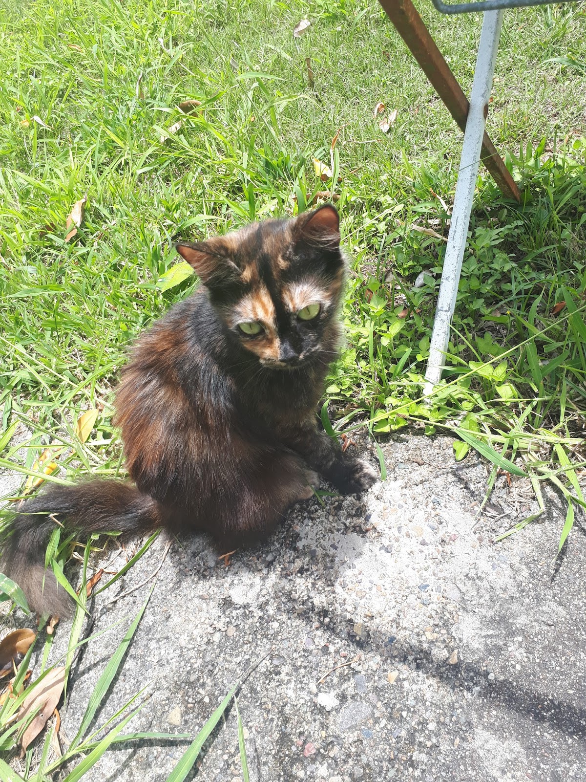 Country Cottage Cats a bad start, a bad omen or just plain bad luck ?