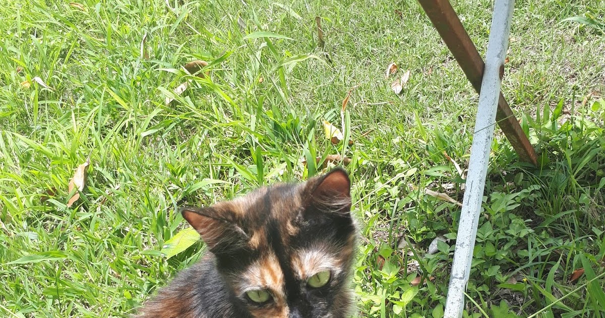 Country Cottage Cats a bad start, a bad omen or just plain bad luck ?