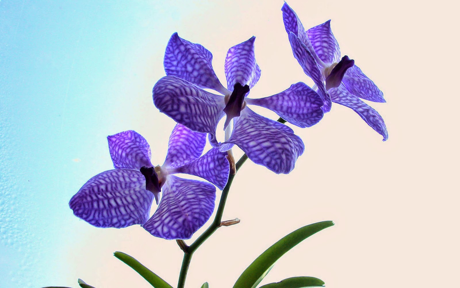 Violet Flower Wallpaper - WallpapersXplore | Free HD Desktop Wallpapers
