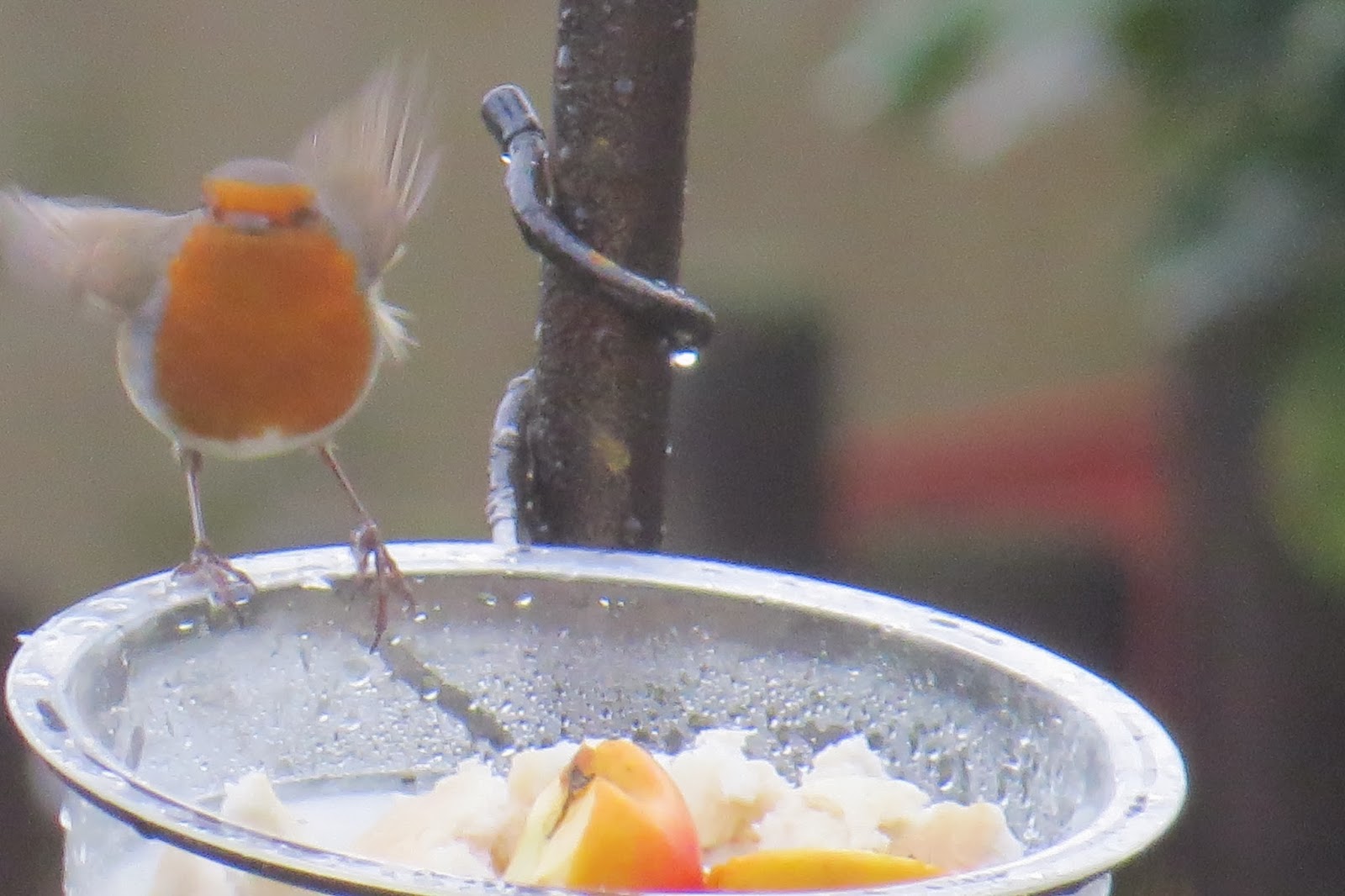Appleton Wildlife Diary RSPB Big garden bird watch 2014