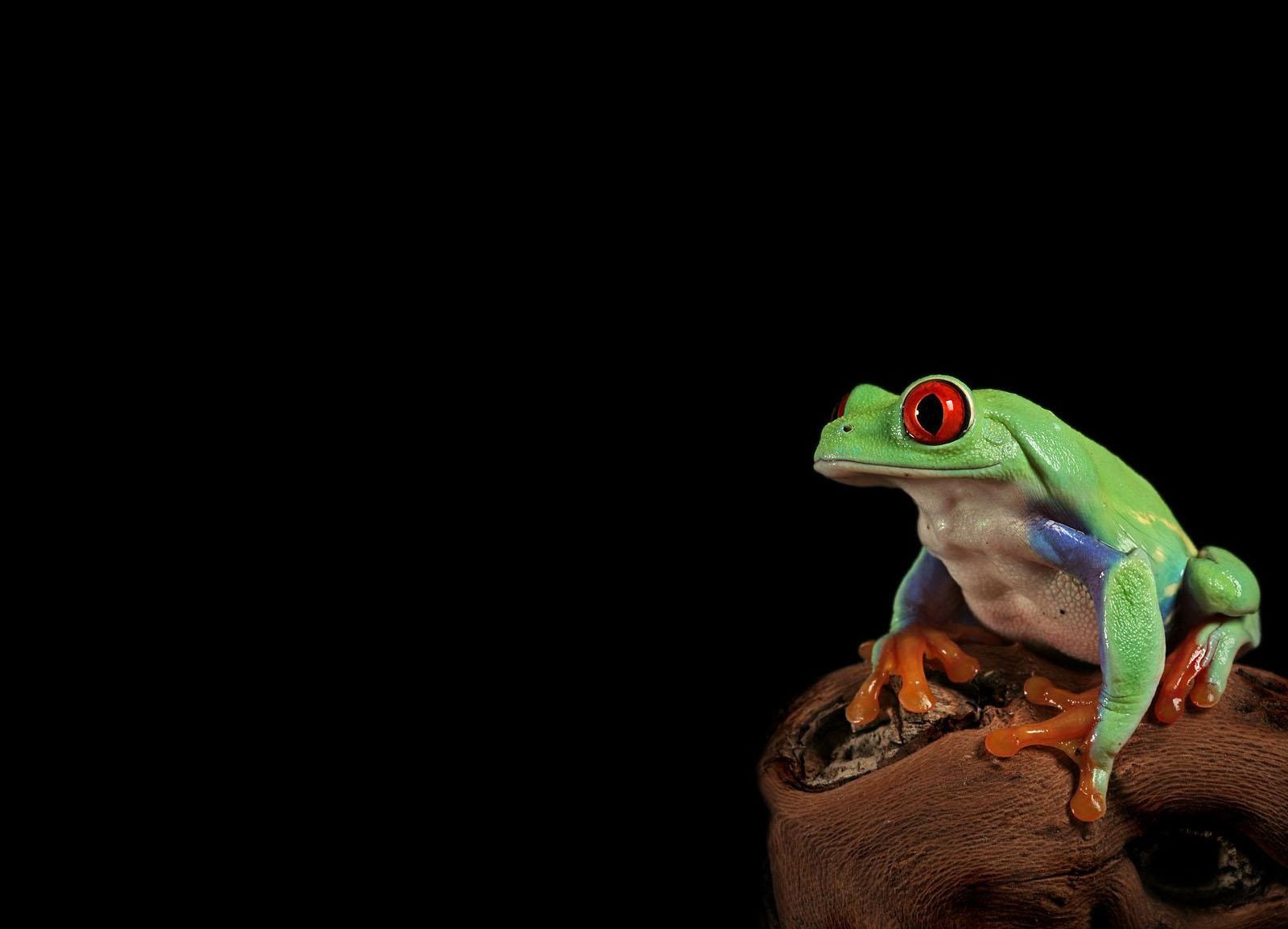 Frog Wallpapers - Pets Cute and Docile