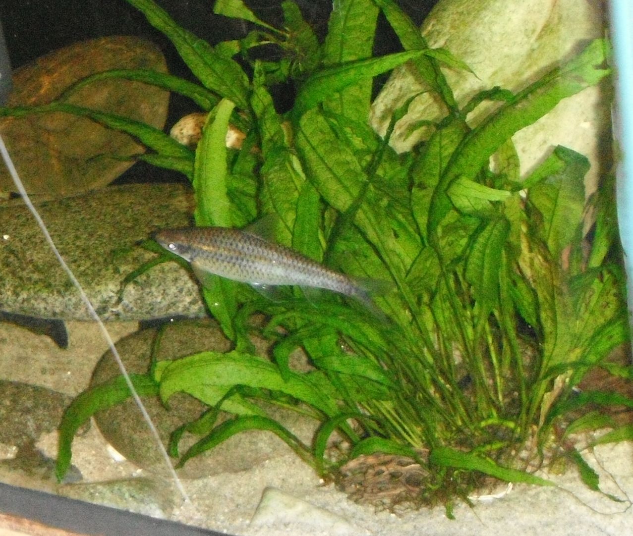 Best Algae Eater Food Best Algae Eater Food