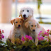 Letest and best Dog Animals HD Wallpapers Download Animals Desktop Backgrounds