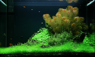 Tanaman Aquascape Hair Grass Mini