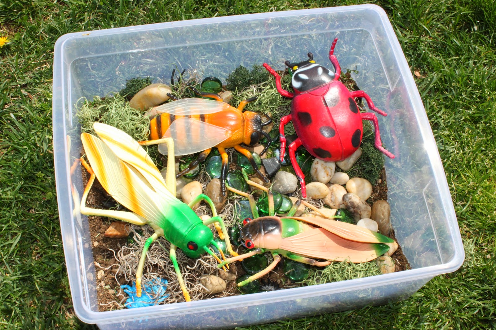 The Speech-Language MOMologist: Bug Sensory Box