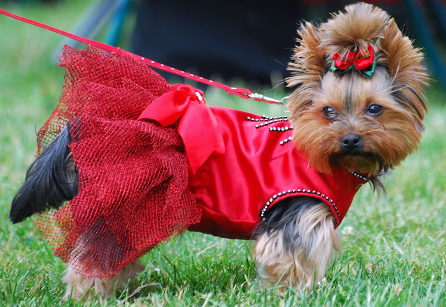 15 of the smallest dog breeds in the world