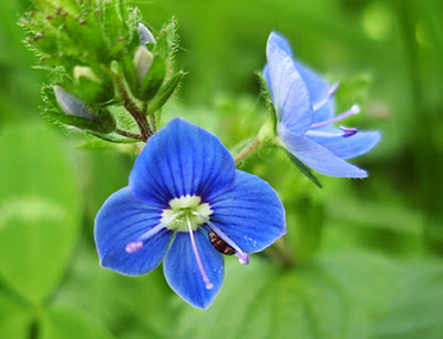 Verónica (Veronica chamaedrys) flor silvestre azul