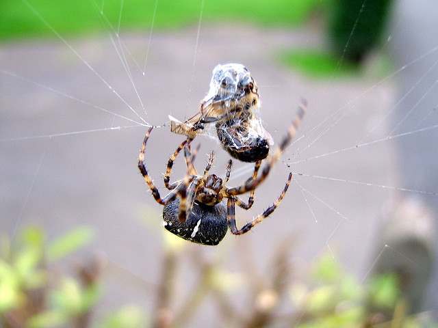 Power of the web: The secret of how spiders catch their prey, The  Independent