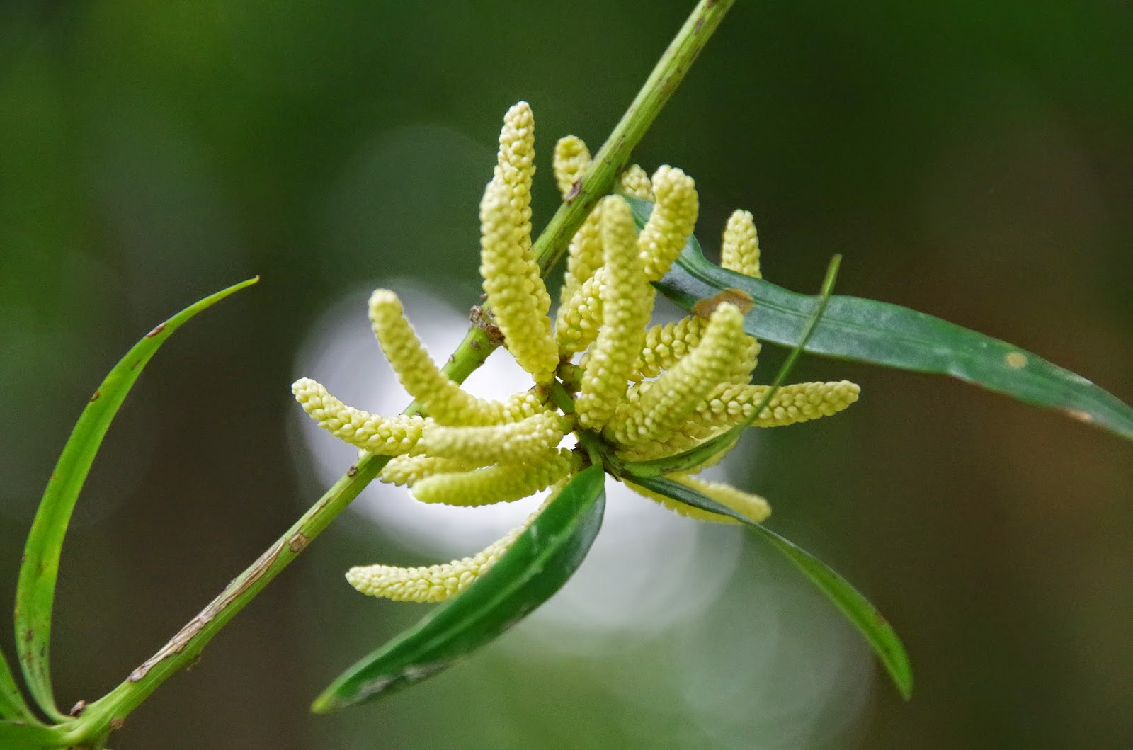 Trees and Plants: Sea Teak, Jati Laut (Podocarpus Polustachyus)
