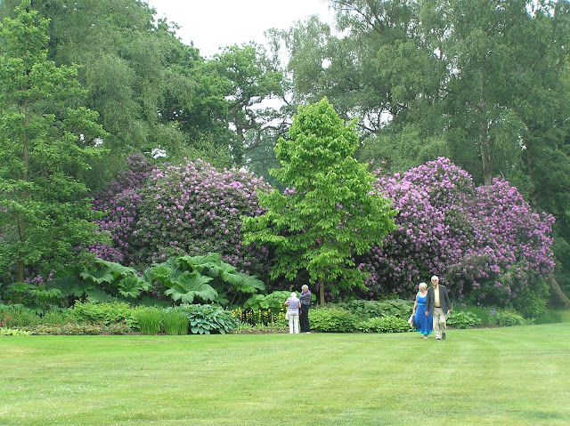 The Savill Garden stare rododendrony