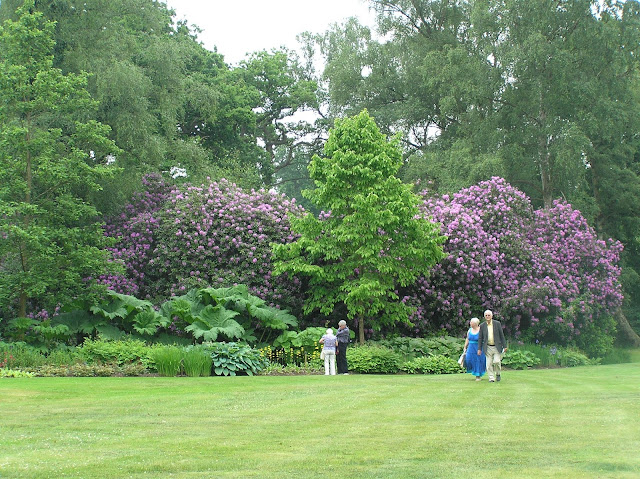 stare rododendrony