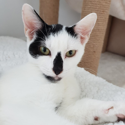 black and white kitten with black nose black and white kitten with black nose