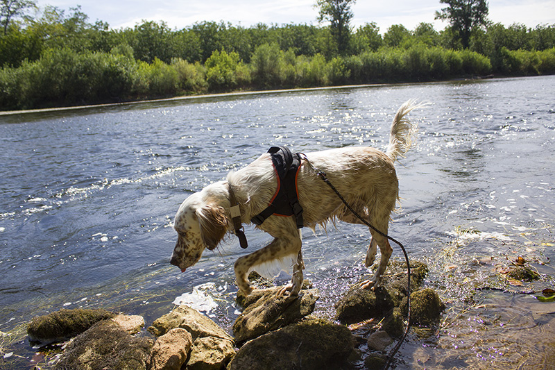 Elsa, English Setter dog, walking by the Dordogne river in France.