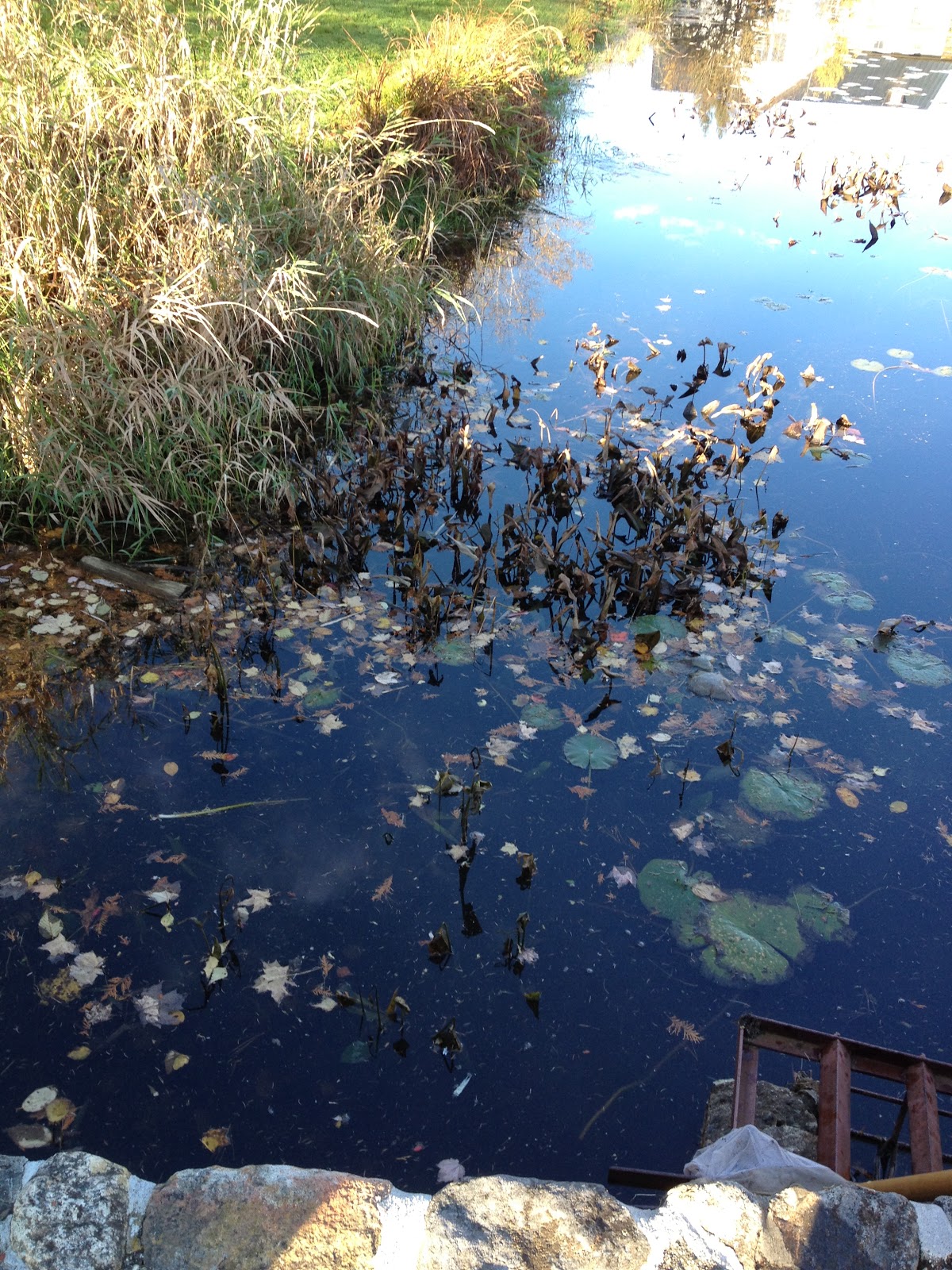 AP Environmental Science: Pond Water Lab