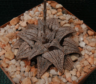 Haworthia 