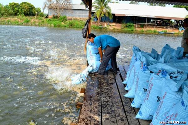 “Đói” vì thức ăn... chăn nuôi 35506292c8bc16.img - “Đói” vì thức ăn... chăn nuôi