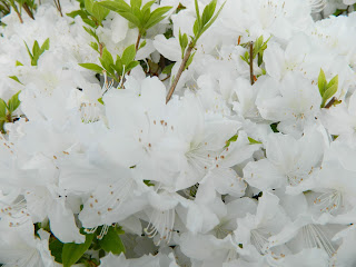 white flowers from Korea