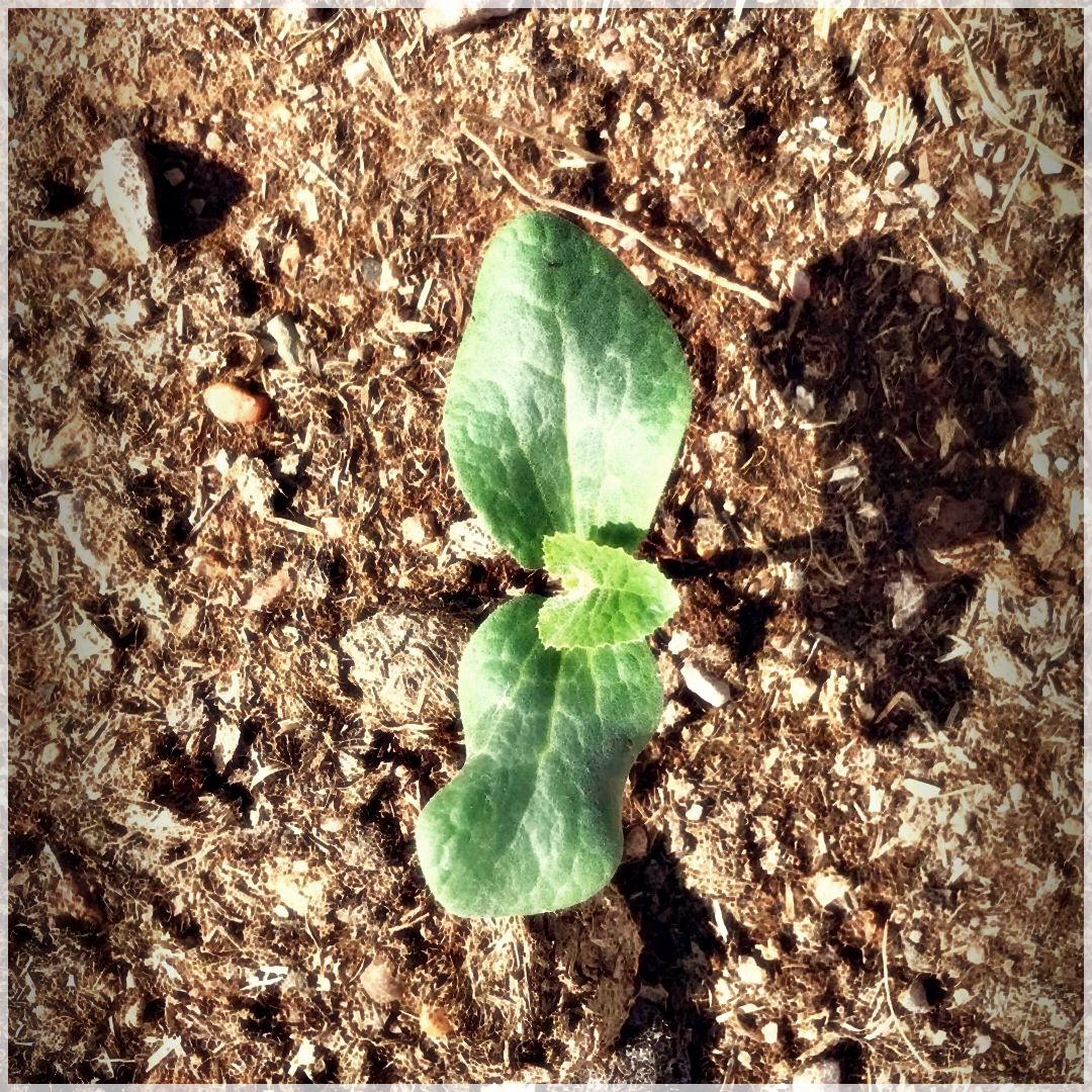 GrowSomething-32315046027