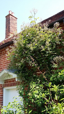 Picture of the kitchen door with a big rose bush climbing over the top, since moving to the country