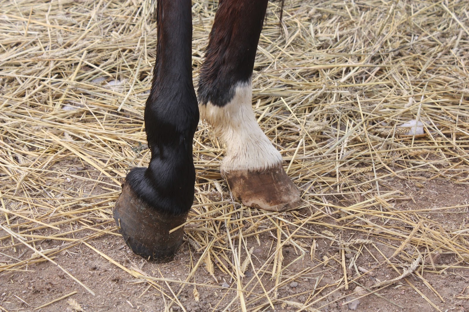 Jessica Smith Horse Training Blog Day 19 and 20Trimming, trailering