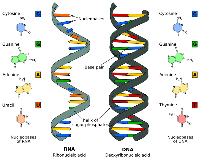 بعض التجميعات المهمه فى DNA - احياء الثانوية العامة DNA