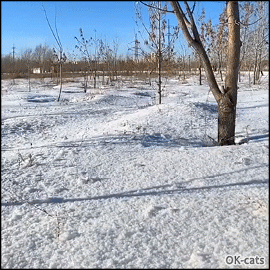 Hilarious Cat GIF • It's snowing cats. Look at this big belly dropping into the snow Hilarious Cat GIF • It's snowing cats. Look at this big belly dropping into the snow