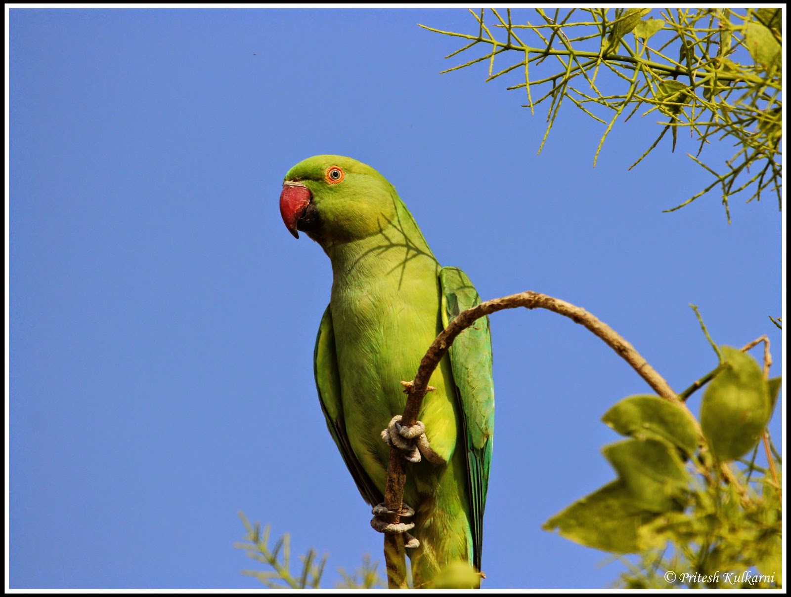 Parrot Parrot