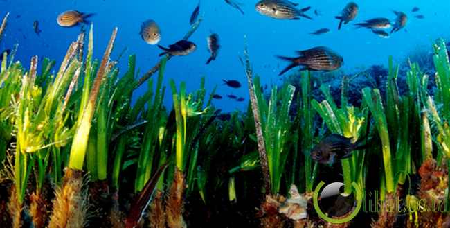 Posidonia oceanica Posidonia oceanica