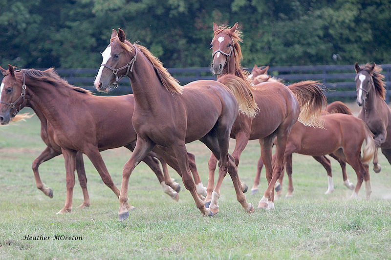 USDA Set to Approve Horse Meat Slaughter in the US