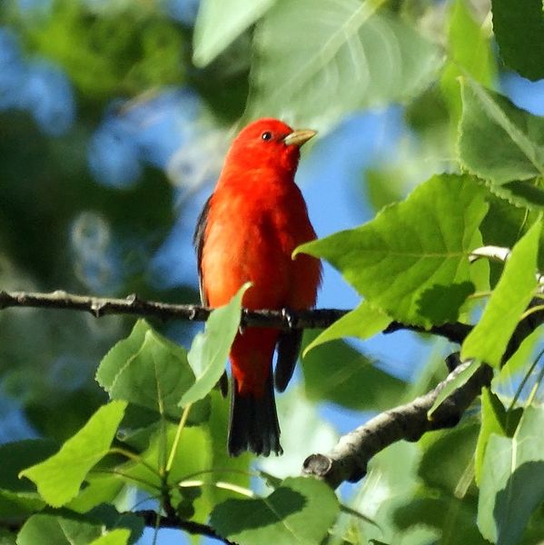 Deaf Dogs and Benevolent Gnomes More Bird Sightings Scarlet Tanager