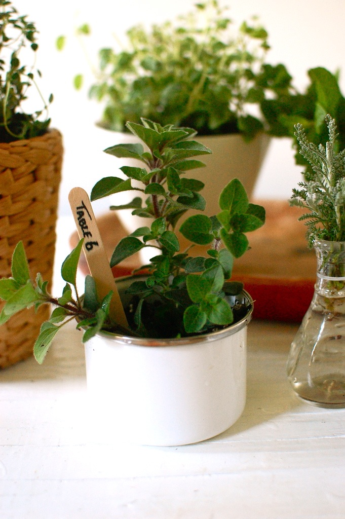 Wedding Talk Herbal Centerpieces as Favors