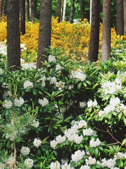 Haagan upea Alppiruusupuisto