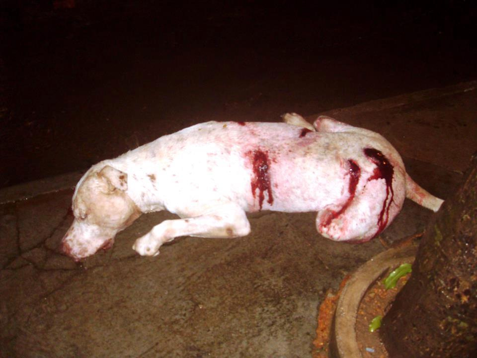 INFORMAÇÃO AGORA : Morte de cachorro da raça PitBull divide opiniões em