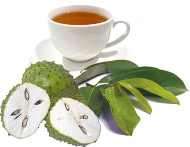 manfaat daun sirsak sebagai cara pengobatan herbal yang sangat baik digunakan.