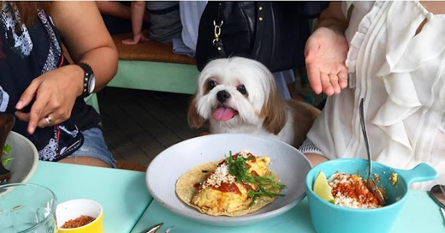 40 Alimentos humanos que os SHIH TZU podem comer