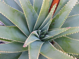 Aloes succotrina