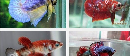 Mengenal Ikan Hias Cupang Plakat, Sejarah Lahir Dan Jenisnya