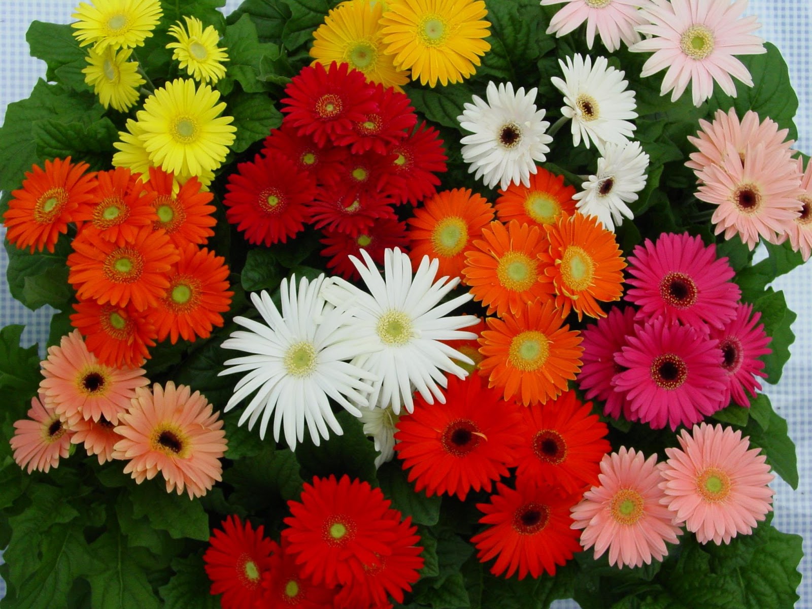 The Event Planner Most Common Flowers Use For Decorations In Most Common Flowers Use For Decorations