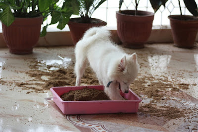 How to maximize the use of food treats food treats