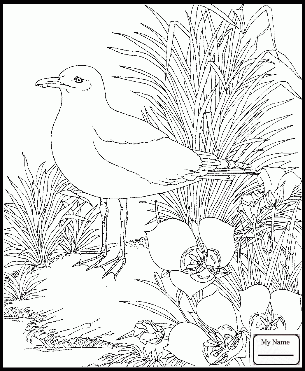 10 Beautiful State Bird Coloring Pages to Color