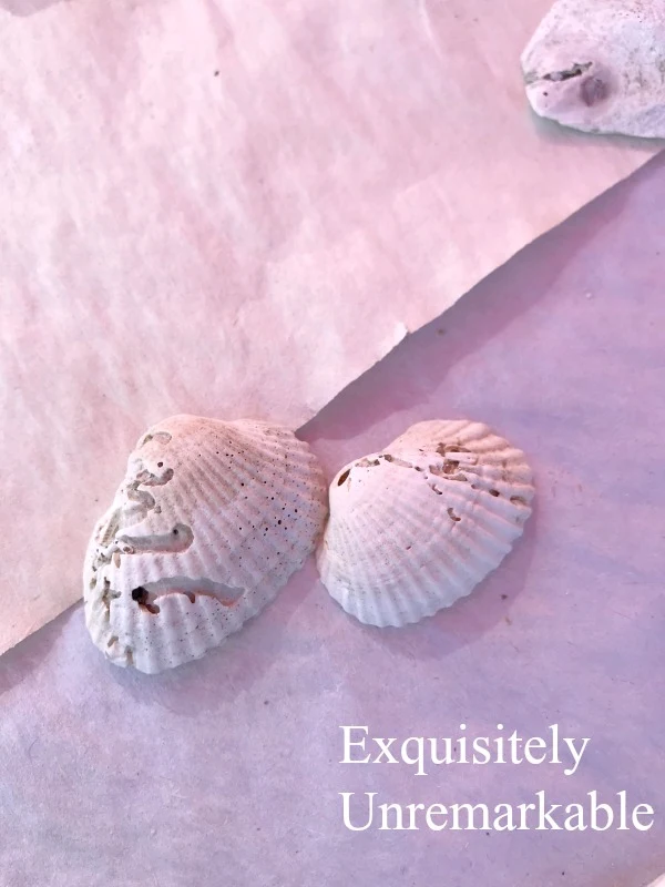 Two small ribbed clam shells for crafts