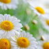 Simple Home Remedies for Eye flu Can Help You Reduce the Inflammation
