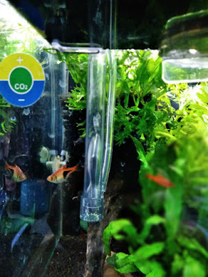 スドーサテライト付属品で給水。泡が荒い