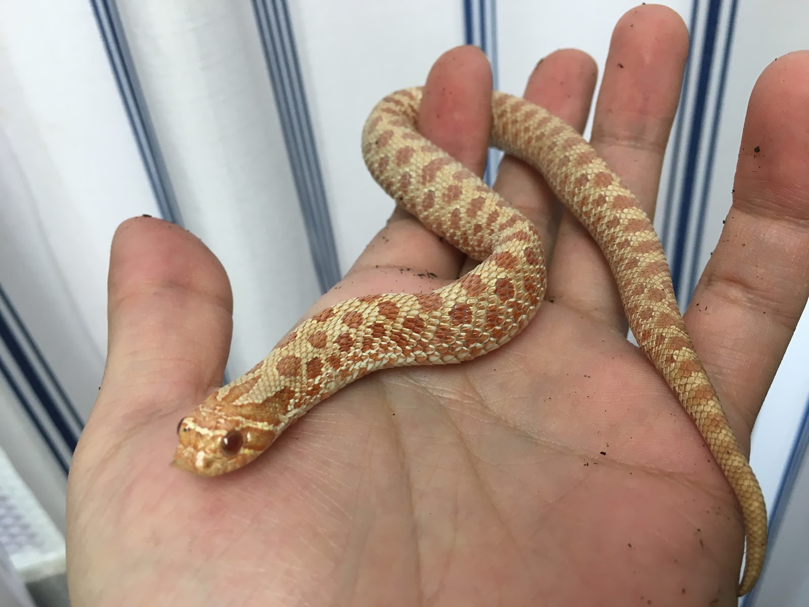 田舎の蛇屋blog もっと強い蛇を探して 入荷情報