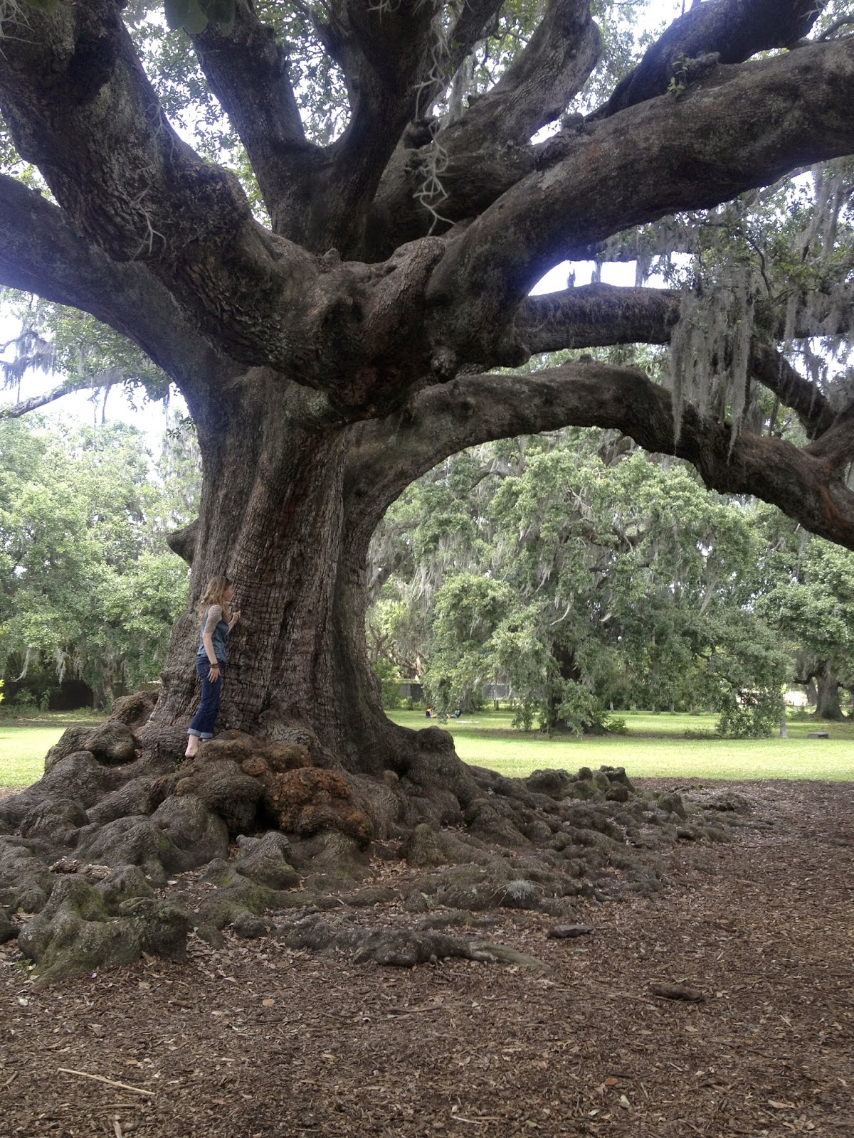Adventures and Trees New Orleans Trees Pt. 1