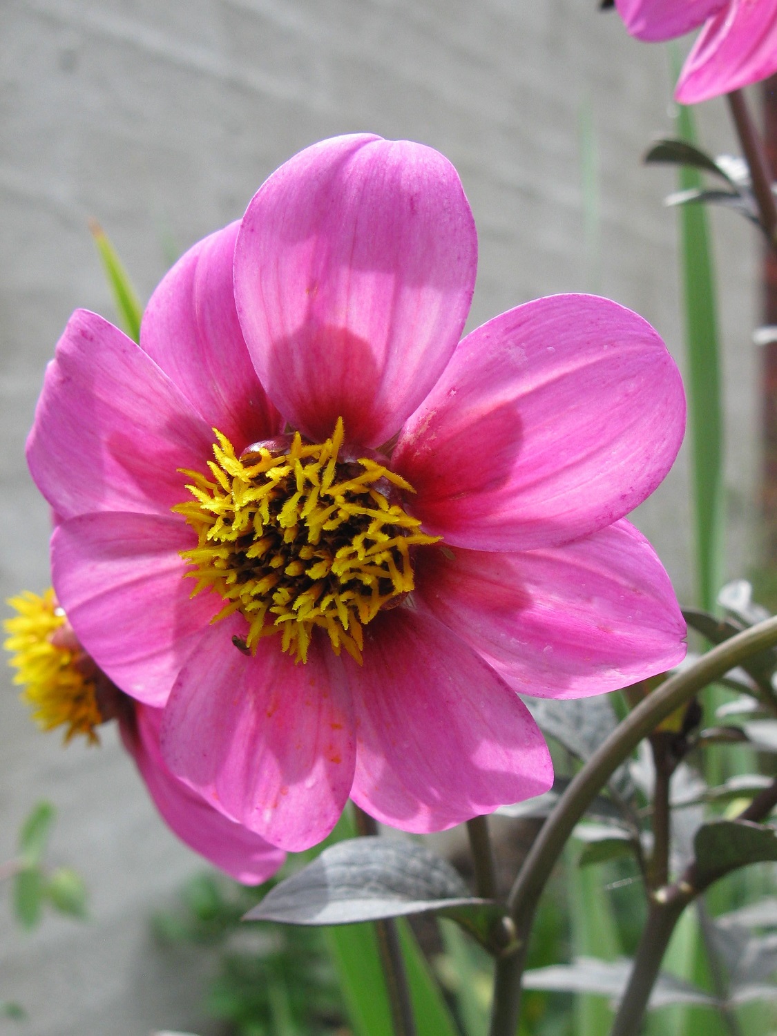 Vireya's Blog Summer Flowers